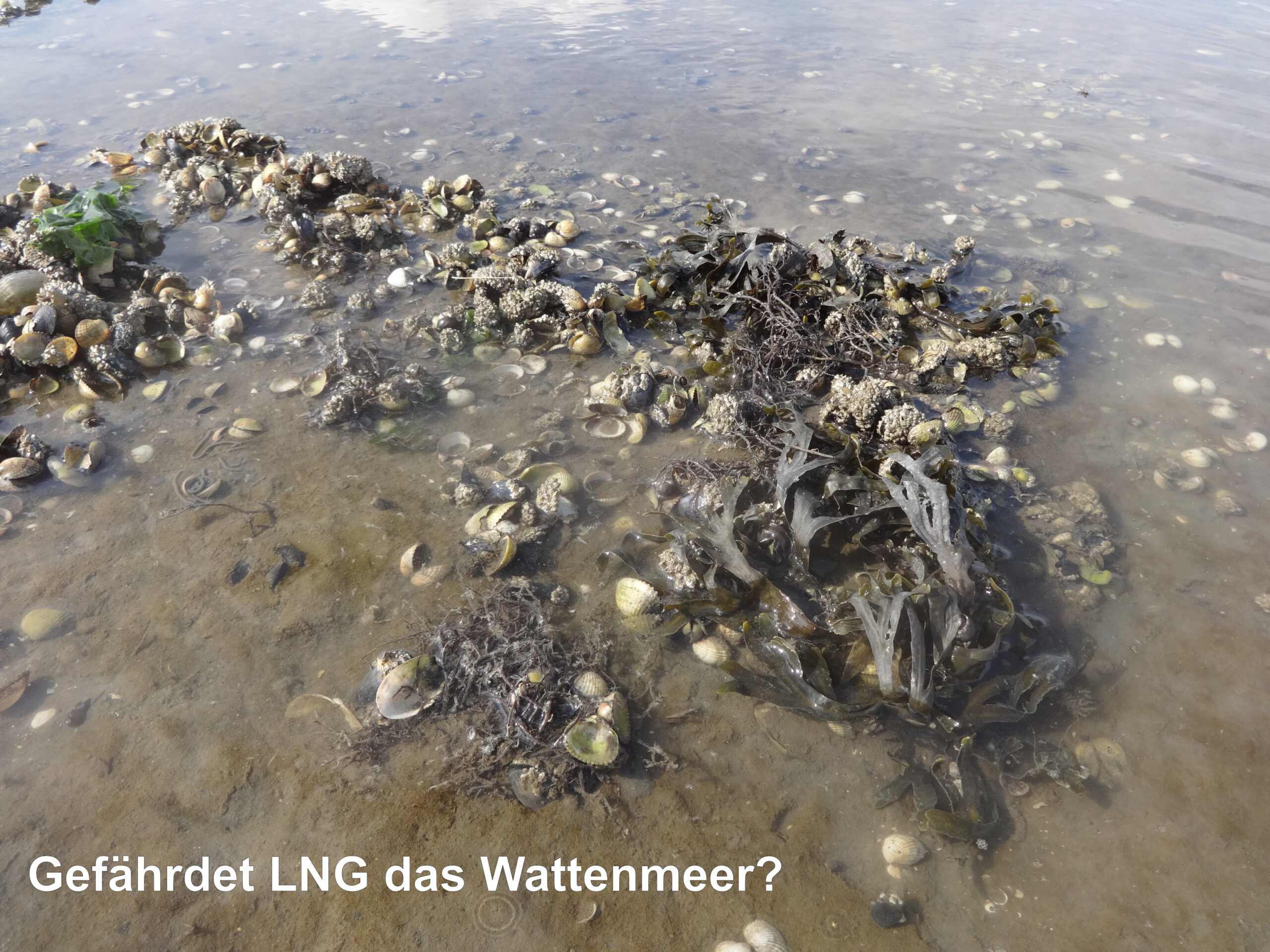 2023-10-04_PM_Gefährdet-LNG-das-Wattenmeer