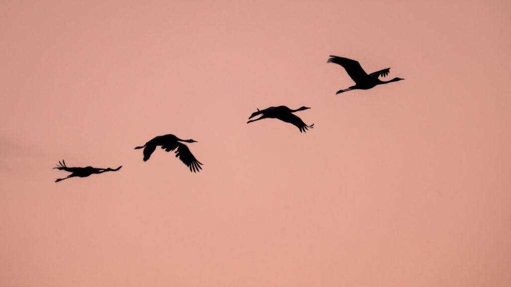 four migrating eurasian cranes flying against